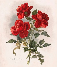 Red Roses by Boston Public Library, on Flickr
